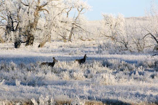 Locating wintering mule deer does on a December hunt gives an approximate location for bucks, although older bucks are seldom found with doe herds.